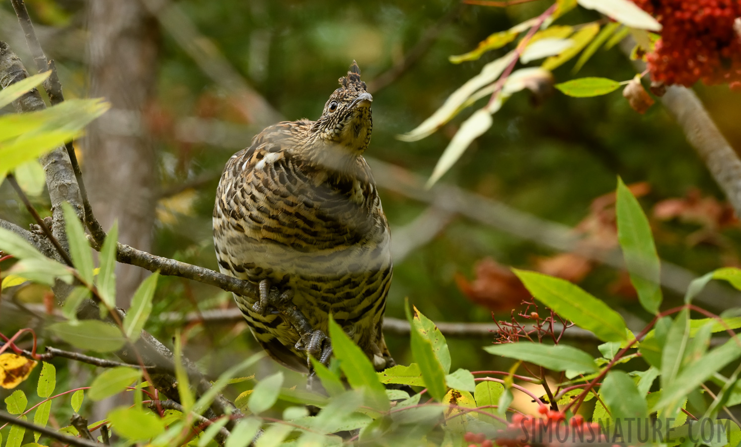 Bonasa umbellus umbelloides [400 mm, 1/250 sec at f / 8.0, ISO 2500]